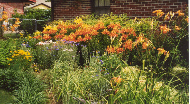 Lilies in bloom.