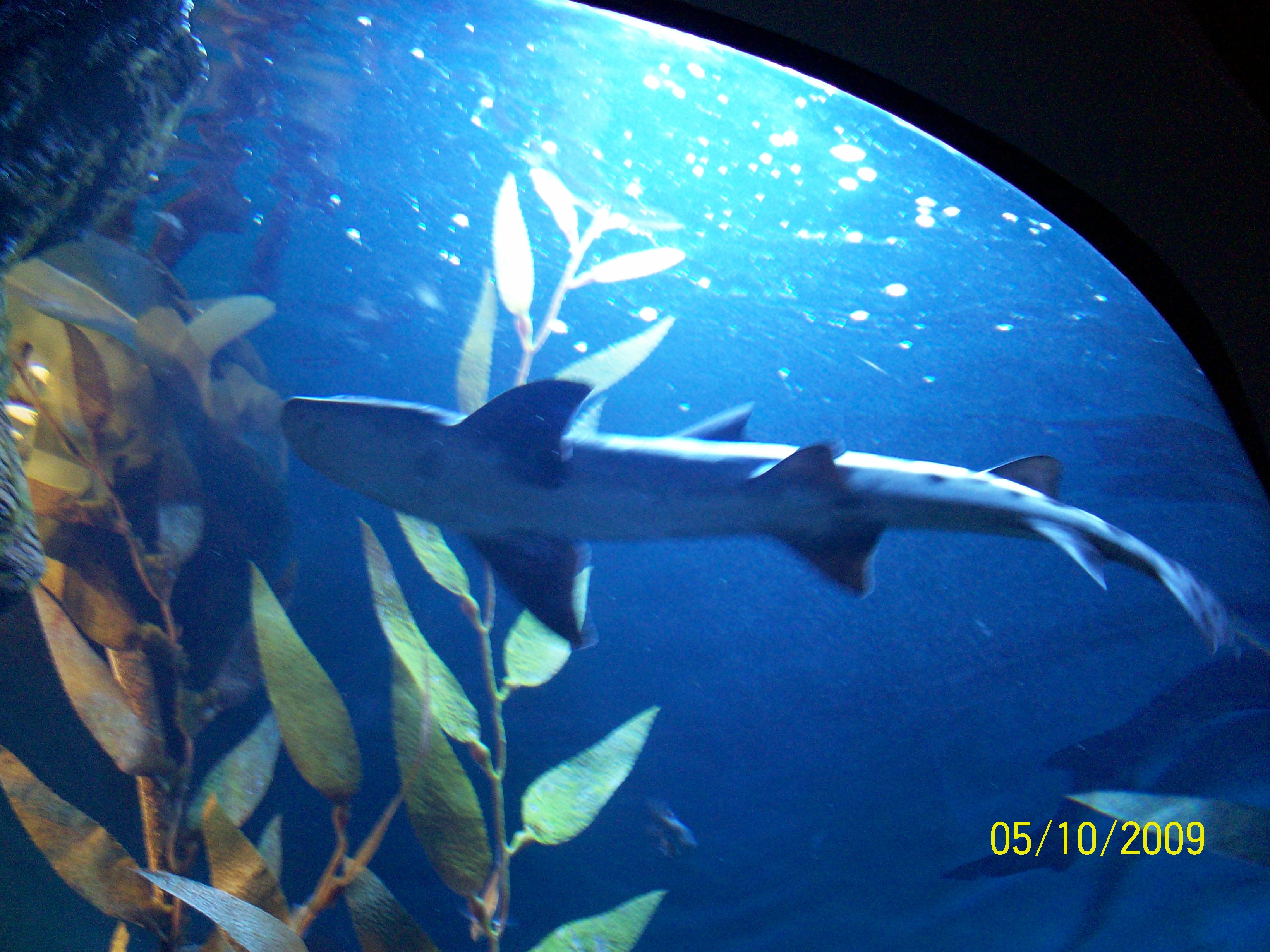 Shark swimming overhead!