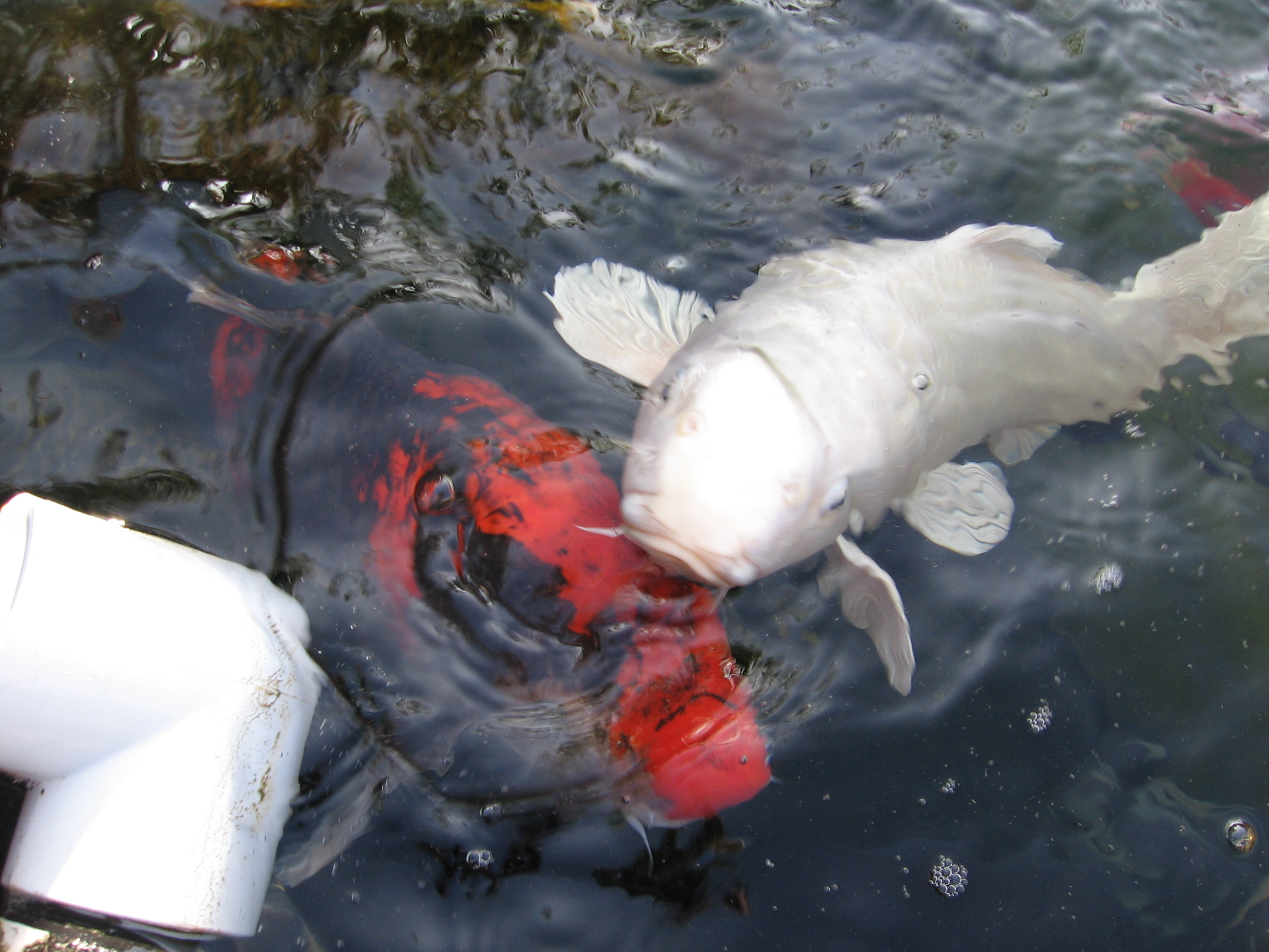 Our koi