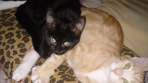 Artemis and Classy, my youngest two.  October 2014