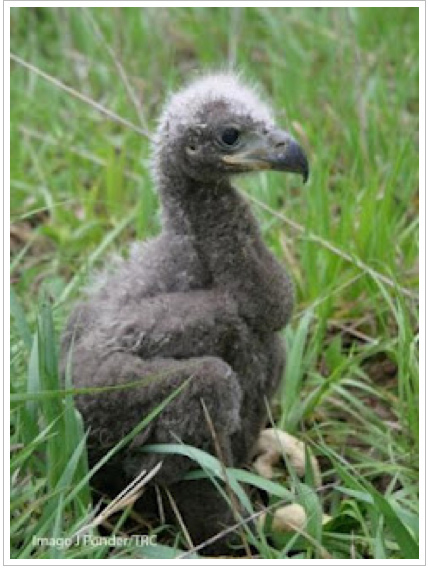 Rescued eaglet