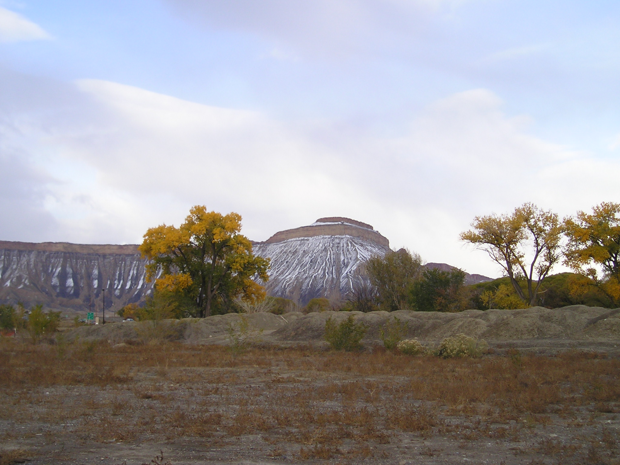 first snow, yellow cottonwood