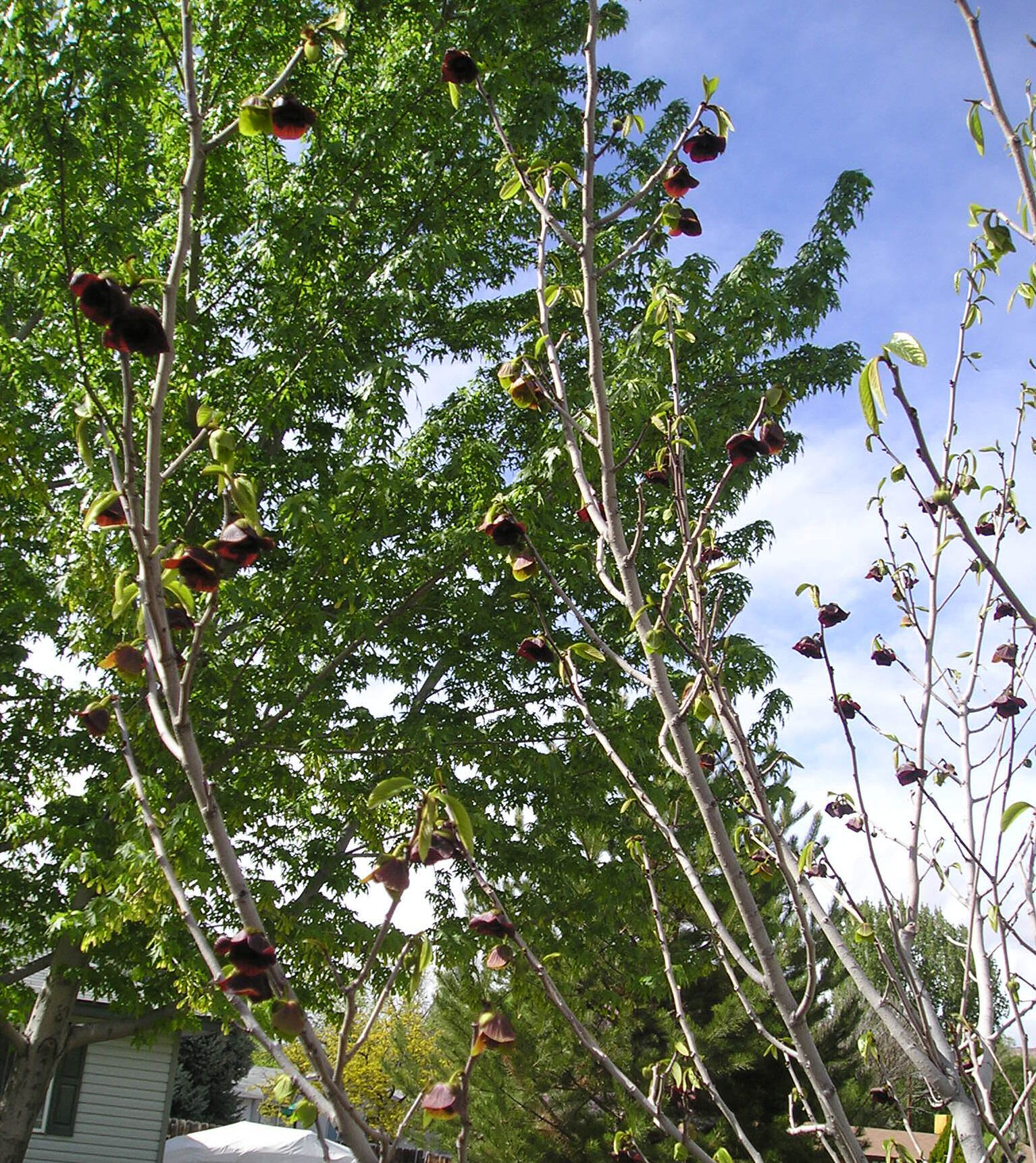 Neighbor's silver maple (left) and austrian pine(right) in bkgd.  Pawpaw flowers hang like little maroon bells