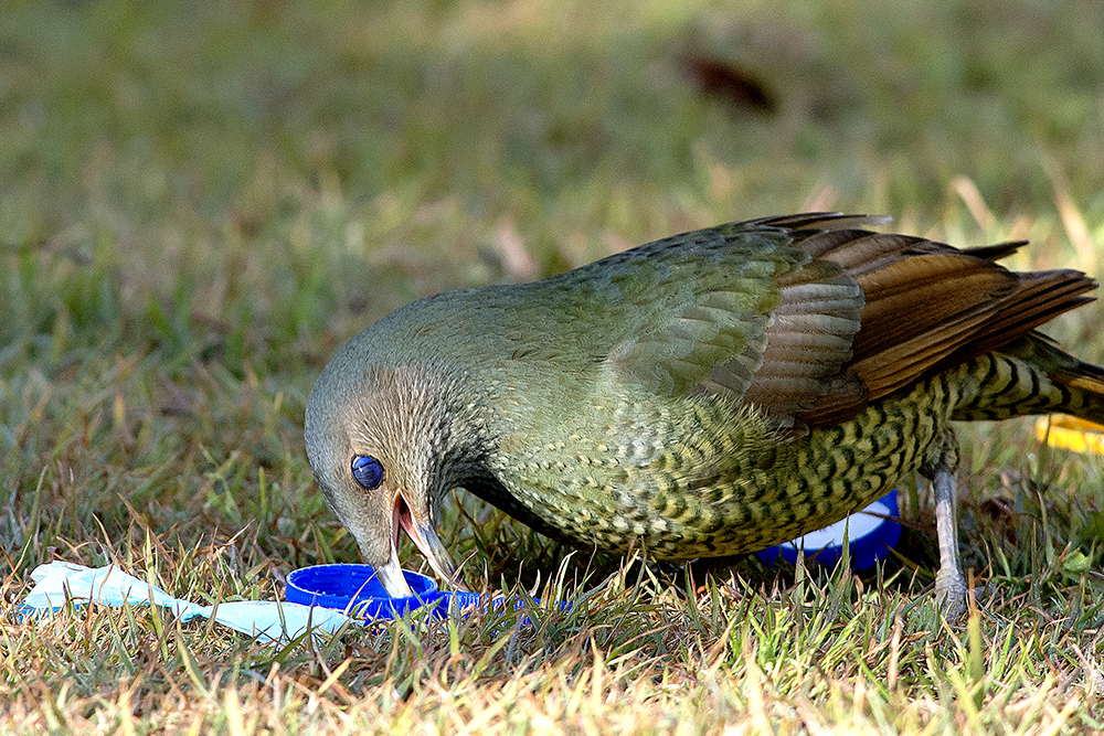 His beak is lightening to white and he is showing his nictitating membrane, a second eyelid.