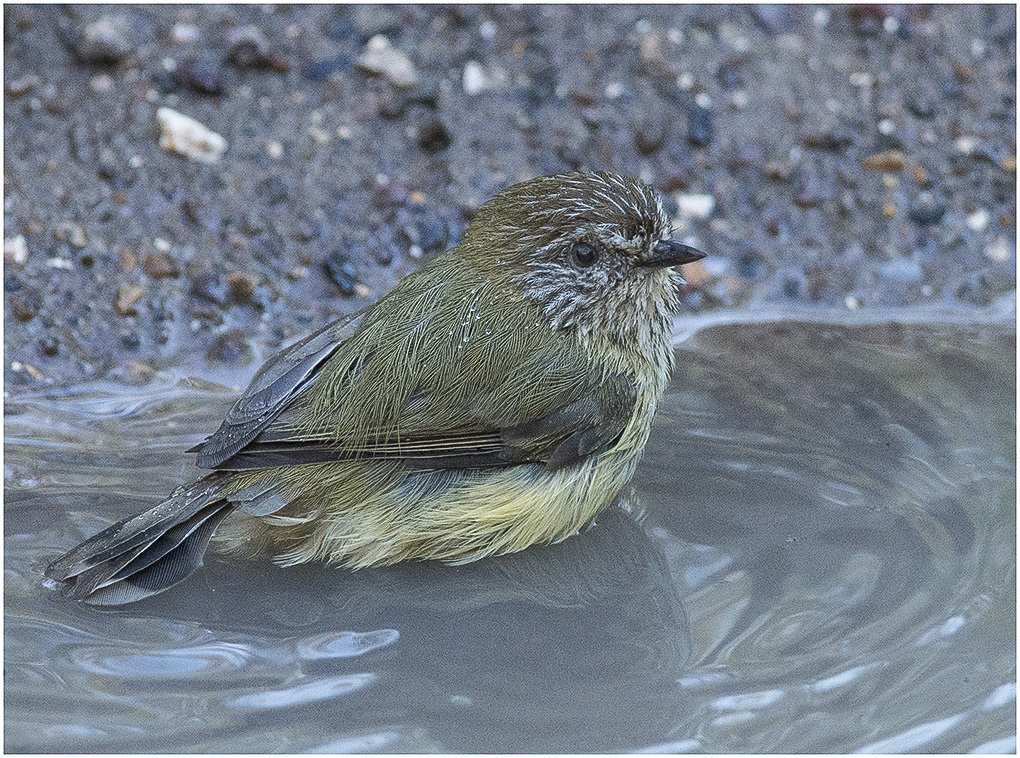 It was cold and cloudy and the tiny little thing didn't really look like it wanted a bath.