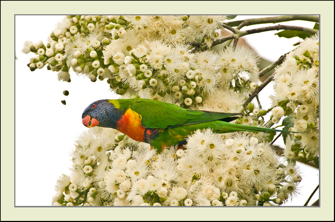 A Rainbow Lorikeet in my backyard eucalypt. It was a mass of flowers.