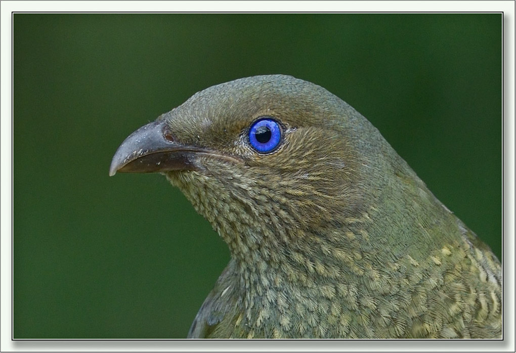 A crop to show the beautiful eye colour