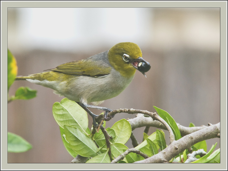 This ambitious little thing eventually gave up trying to swallow the mistletoe berry.