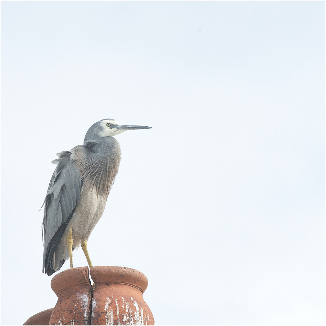 On the chimney pot next door