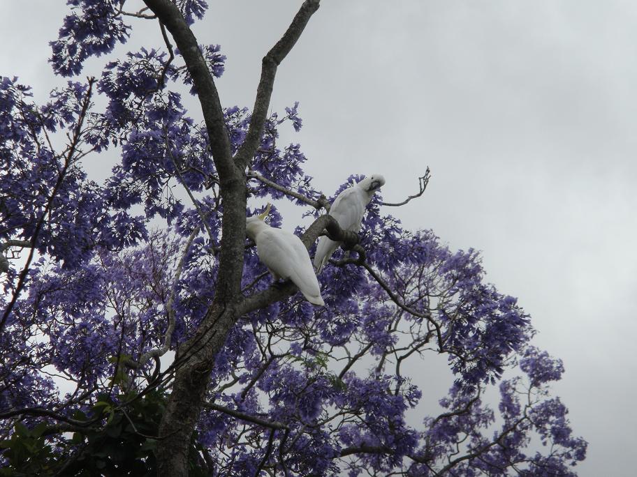 Cockatoos in June's Jacaranda