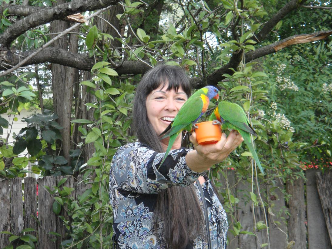 Rainbow lorikeet feeding time