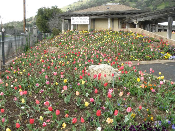 This is the bed of tulips you can see from the road driving by.