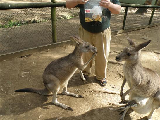 pieces of apple June had given us.  They loved them. The one on the right has a Joey in the pouch but only the back legs are sticking out.