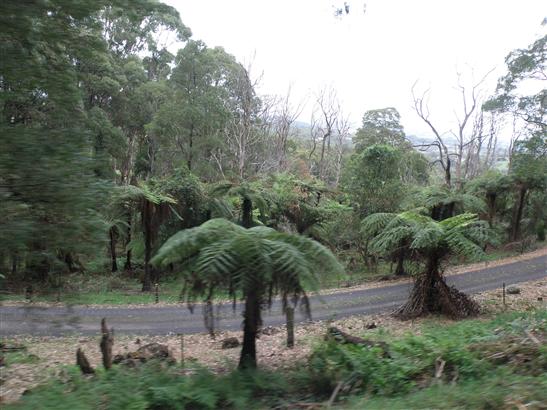 along the rail line of the Puffing Billy made the trip seem tropical.