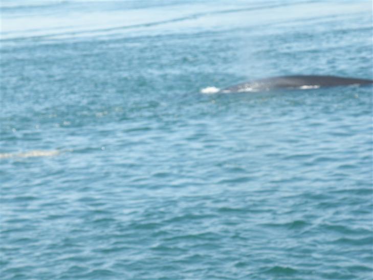 in the St. Lawrence River.