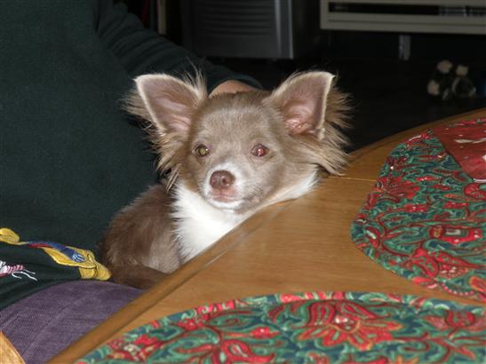 cozying up to the kitchen table ... with great interest.