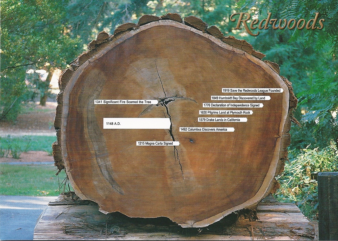 Different rings are labeled as to what year they represent. Similar to Peter's Huon Pine tree, though his pines apparently get much older than the California Redwoods.