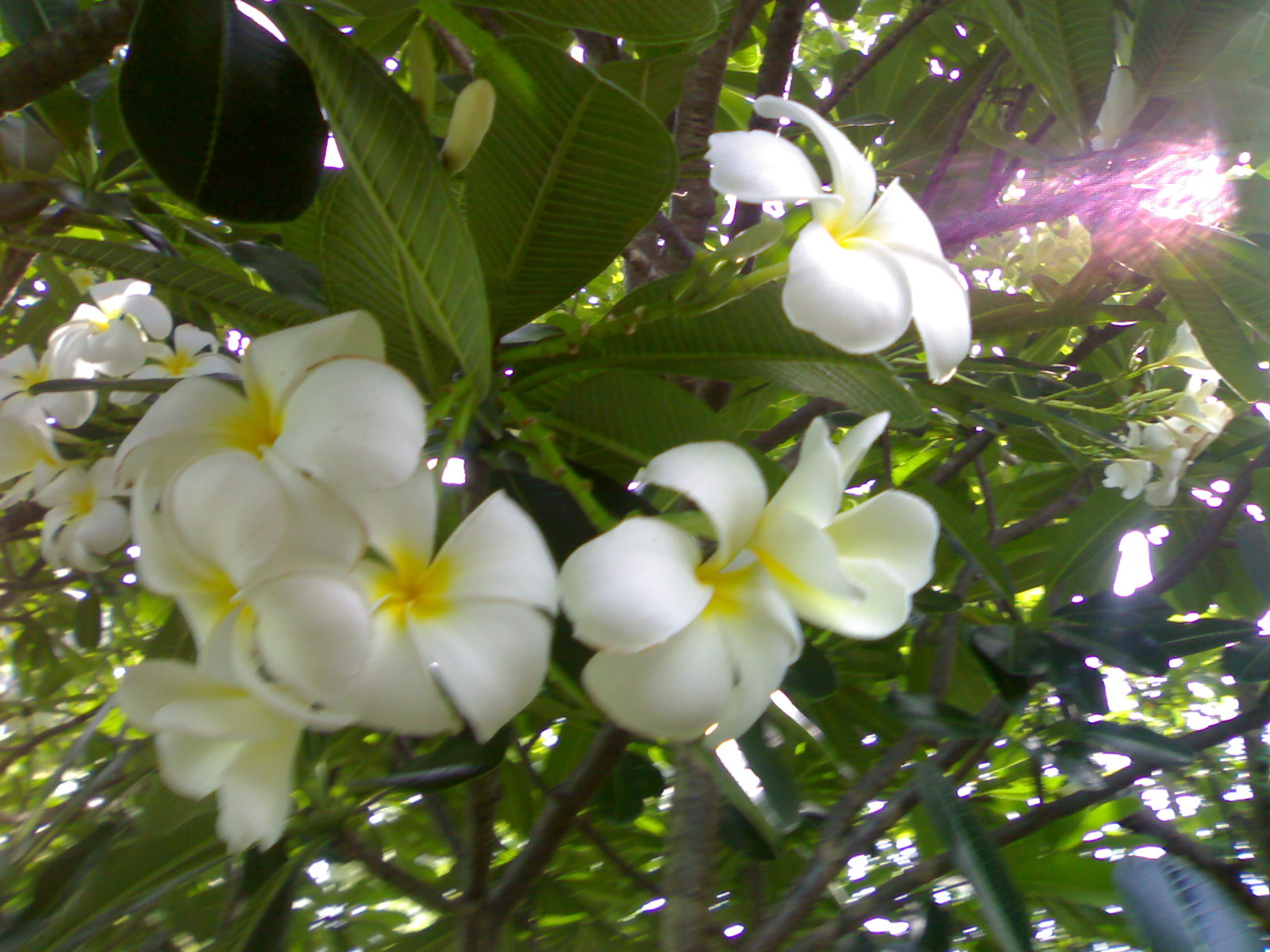 frangipani