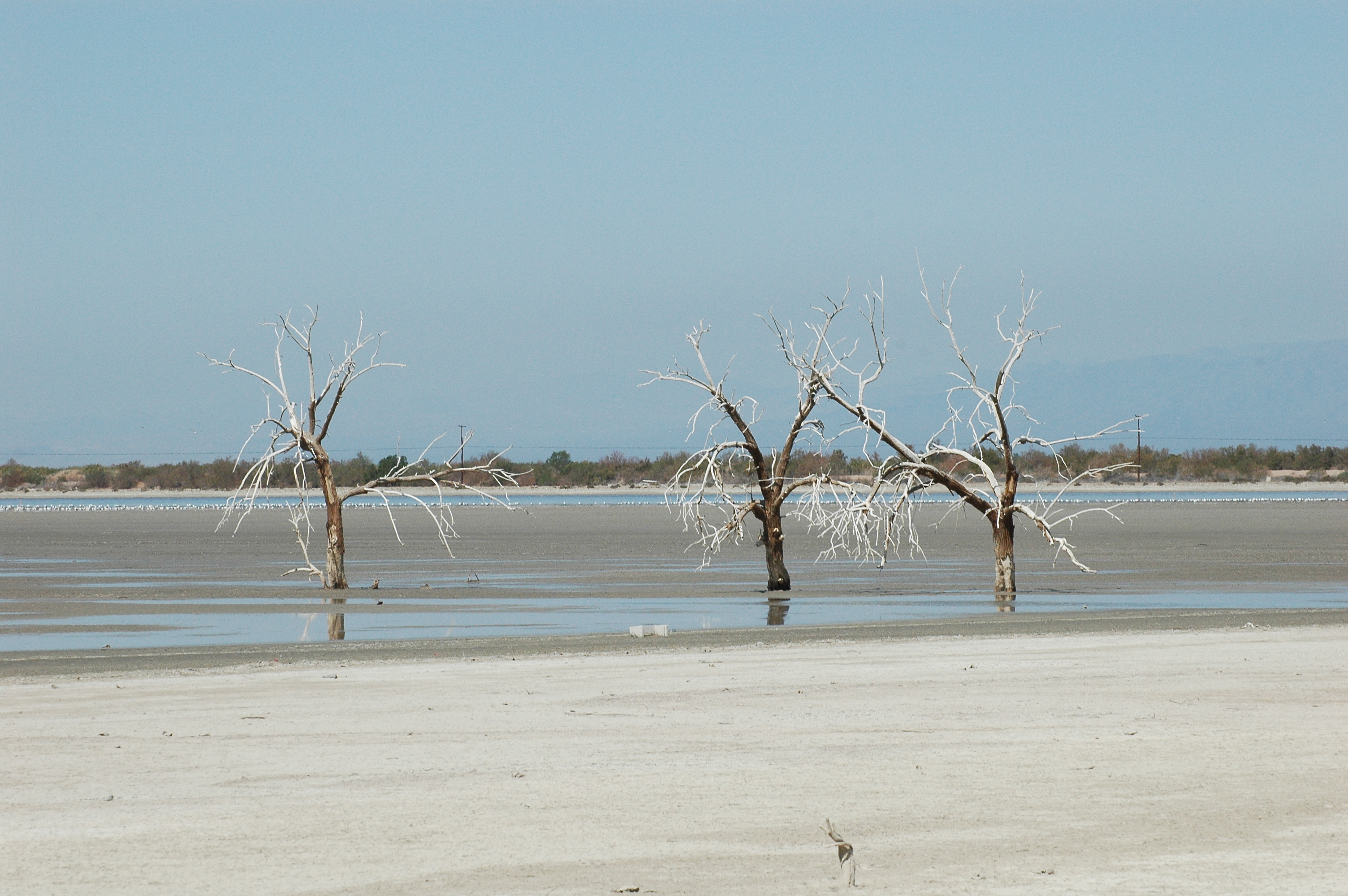 Old trees swollowed by the sea now returning to the shore