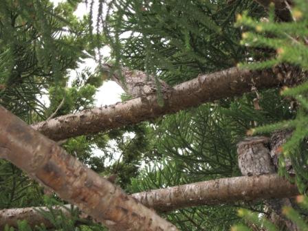 in back yard, Rockhampton, Qld