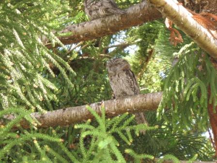 in back yard, Rockhampton, Qld