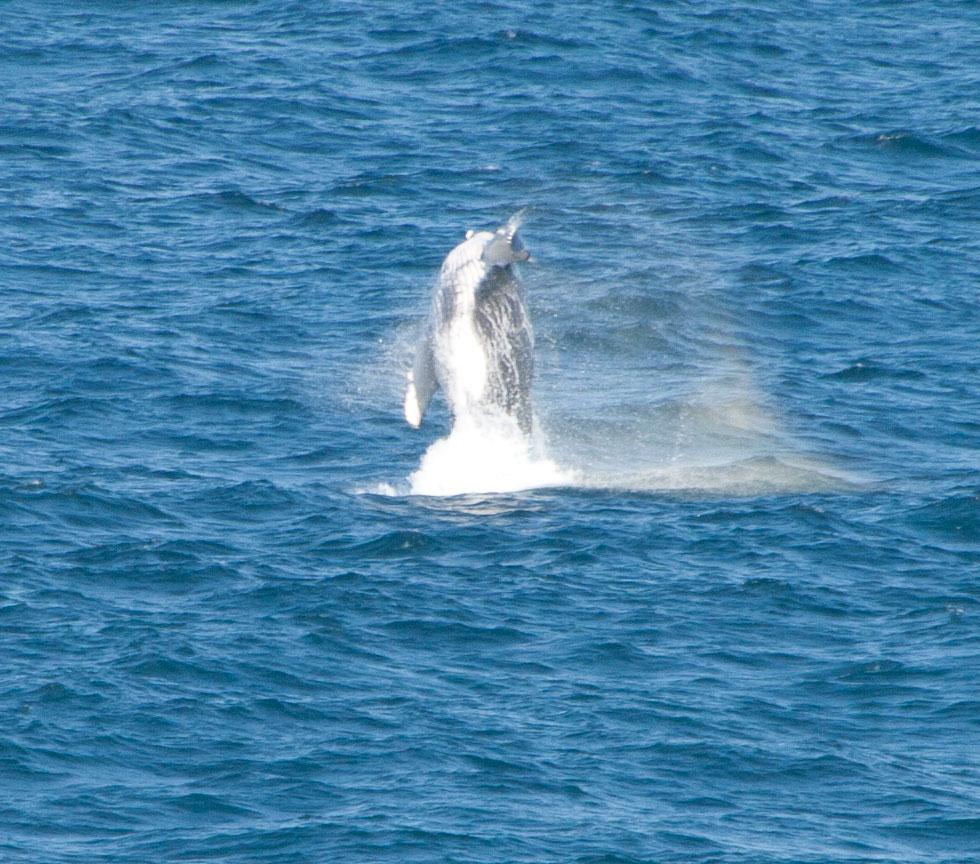 Migration from breeding grounds in Coral Sea to Antarctica. Warden Head. Ulladulla, 9 September 2014.