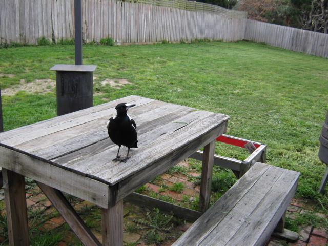 sitting on table outside waiting to be feed