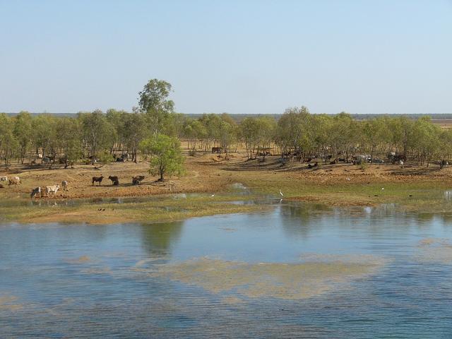 Cockatoo Billabong on the road to Broome, W.A. It was lovely as the cattle were grazing and there was a lot of bird life there also.