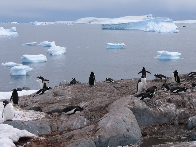 These little fellows were already ashore waiting to entertain us. They were so cute we could have spent many hours just watching them. 