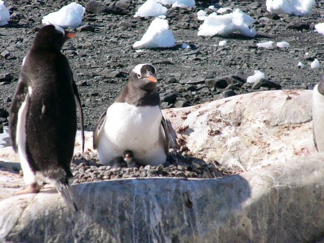 It was hatching season and this was the first baby we saw at Port Lockroy.