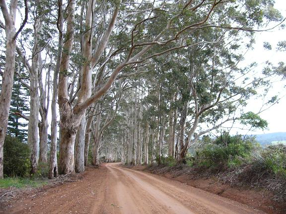 Road to Winery, Denmark, near Albany. 