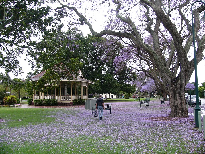 Colin looks lovely walking through the jacaranda petals which had fallen at New Farm Park. We were halfway through a City Cat ride along the river.