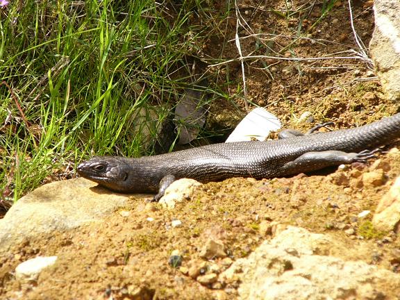 A rock lizard sunning himself on a lovely warm day in winter around the Boardwalk, Middleton Beach