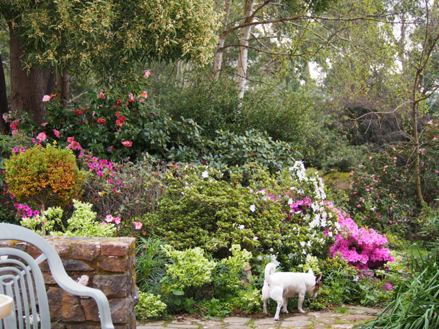 Rhododendron, azaleas and camellias under the Acacia melanoxylon, Blackwood.