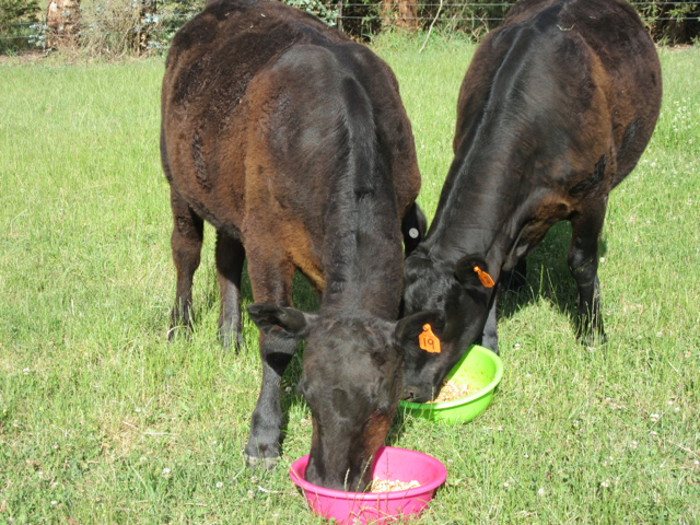 12 & 19 having their tea.