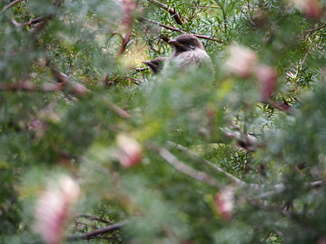 2 young wattlebirds, hiding and waiting for their parents to come and feed them.