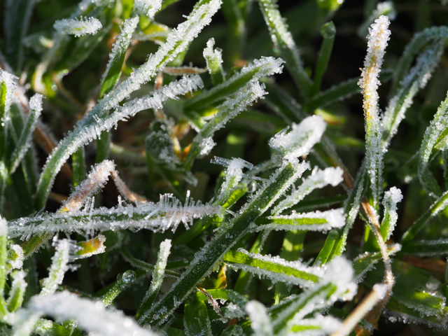 Icy grass