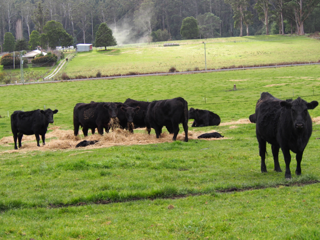 As I took this photo of the cows and calves, a conifer in the background sent up a cloud of pollen. It must have been sent with force because there was only a slight breeze