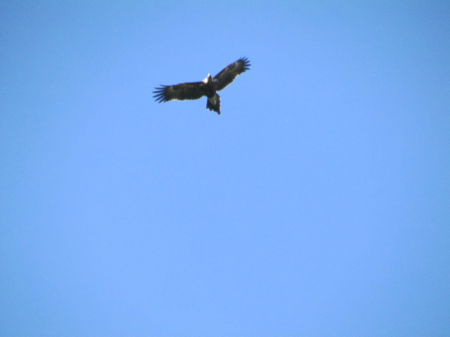 A very large eagle. It is estimated that there are only about 80 pairs left in Tasmania. Many are shot or hit by cars. Wildlife parks care for many that can no longer fly as a result of injury. They sometimes land in our paddocks or on our fence posts.  I never seem to have my camera then!