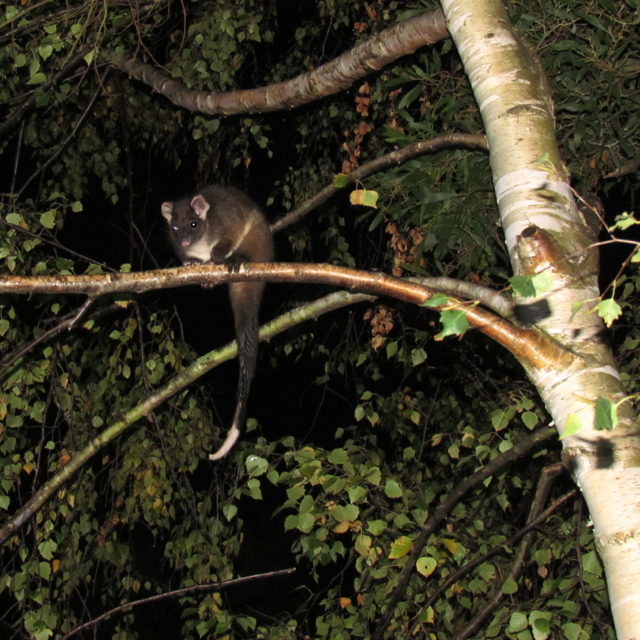 Largely dwells in trees and rarely moves on the ground.  This one has been around for a few weeks.