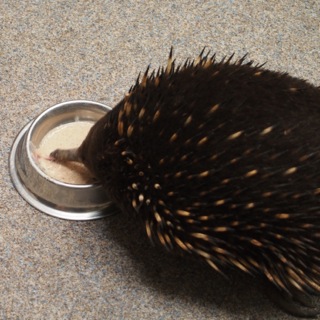 The echidnas have a very long tongue to raid ant nests. On mainland Australia they also eat termite. 