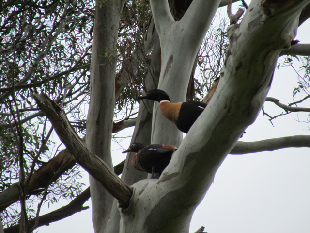 1 of the pairs of Australasian Shelducks preparing to decide who gets the tree for breeding. 
I heard a lot of honking in next door's paddock and lo and behold there was an argument going on. 
At first they were just honking and posturing and then a bit of argy bargy, before 1 pair became victorious.