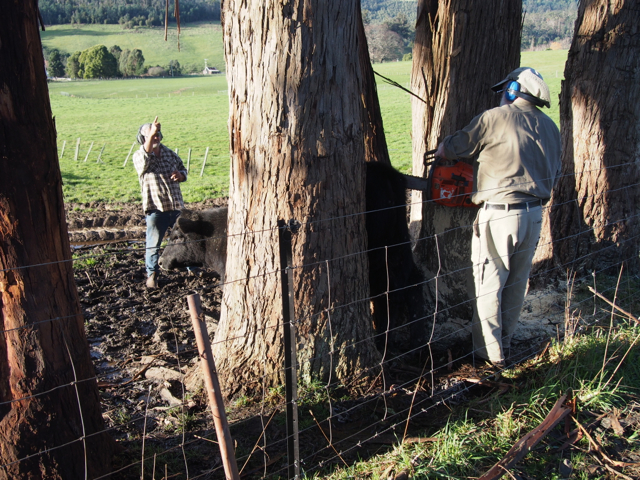 Cousin directing hubby so that he doesn't slice the front of the beast as the blade comes through the front of the tree.