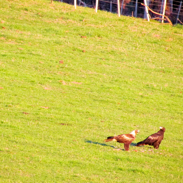 this pair had been feasting on a rabbit or a hare.  There was a third in the trees along the fence line.