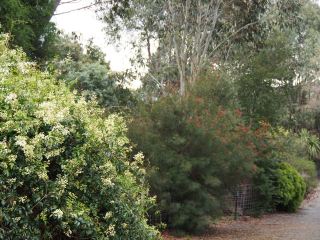 Pandorea jasminoides, native climber in flower at the top of the driveway.