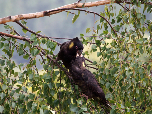 The male begins to feed the youngster