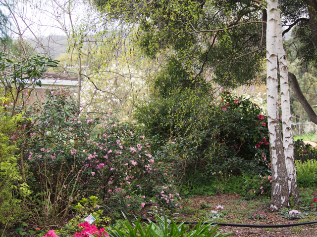 Top of the driveway.  An area that needs a lot more work.