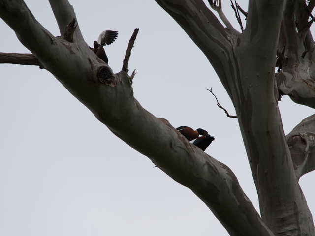 The pushed off one returns to the branch. 
Her partner has left her to it.