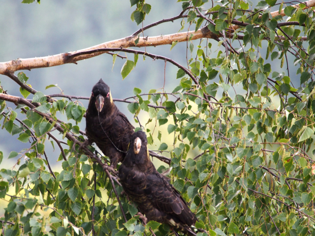 The saliva between their beaks