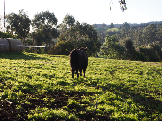 Free and largely unscathed.  When we checked the next day, we couldn't find which heifer it was.  They were all moving freely and eating happily.